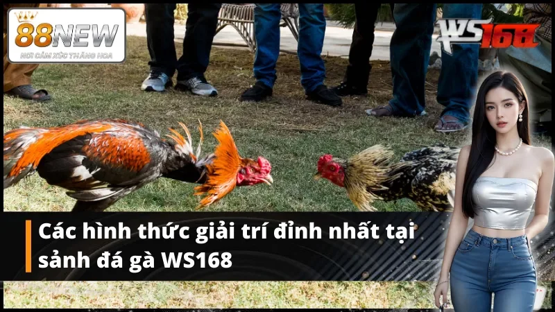 Các hình thức giải trí đỉnh nhất tại WS168 đá gà New88